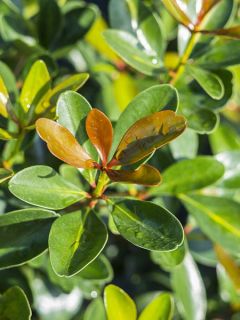 Cleyera japonica - Cleyera du Japon