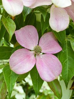 Cornus hongkongensis Parc de Haute Bretagne - Cornouiller de Hong Kong
