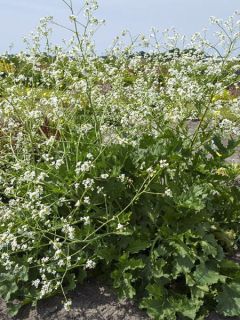 Crambe orientalis Morning Snow - Chou nuage