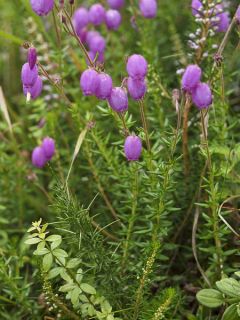Daboecia cantabrica - Bruyère de Saint Daboec