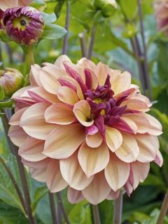 Dahlia décoratif 'Crème De Cognac'