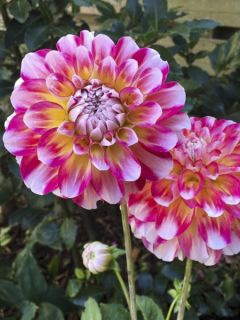 Dahlia décoratif 'Hawaii'