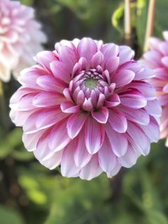 Dahlia décoratif Strawberry Cream