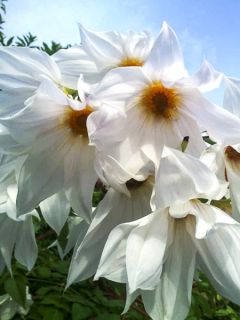 Dahlia imperialis White - Dahlia impérial