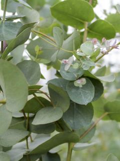 Eucalyptus archeri - Gommier alpin, Eucalyptus d'Archer