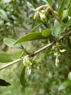 Garrya thuretii - Garrya de Thuret