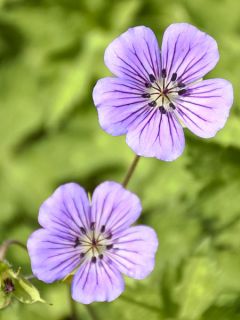 Geranium All Summer Blue - géranium vivace
