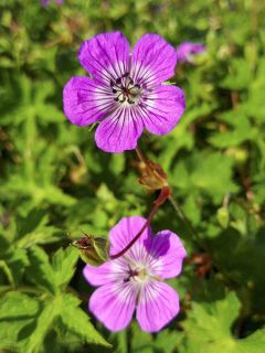 Géranium vivace 'Magical All Summer Delight'