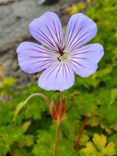Geranium vivace wallichianum Magical All Summer Joy