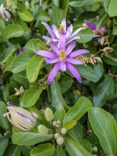 Grewia occidentalis Grewia occidentalis