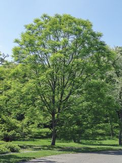 Gymnocladus dioica - Chicot du Canada