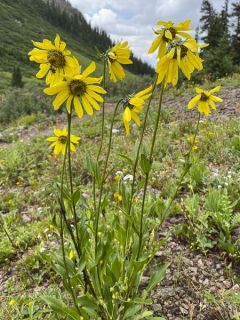 Helianthella quinquenervis - Petit tournesol à cinq nervures