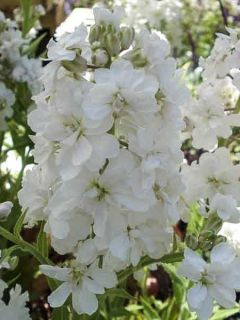 Hesperis matronalis Flore Pleno