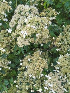 Hortensia - Hydrangea arborescens Emerald lace Hortensia - Hydrangea arborescens Emerald lace