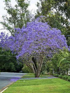 Jacaranda mimosifolia - Flamboyant bleu Jacaranda mimosifolia - Flamboyant bleu