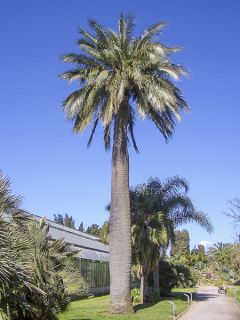 Jubaea chilensis - Cocotier du Chili