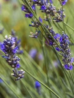 Lavande vraie, lavande officinale