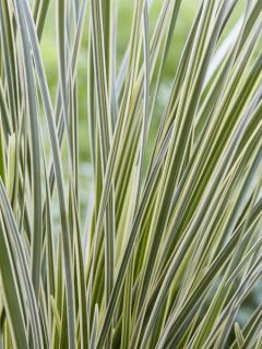 Lomandra White Sands