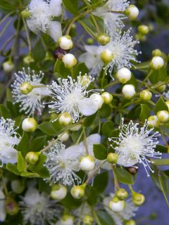 Luma chequen - Myrte du Chili