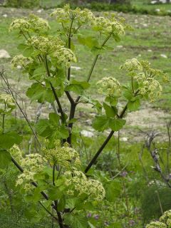 Maceron - Smyrnium olusatrum