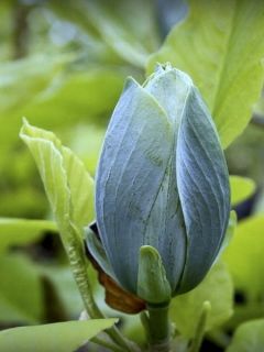 Magnolia acuminata Blue Baby