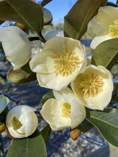 Magnolia laevifolia Achteraan - Michelia yunnanensis