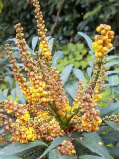 Mahonia Volcano