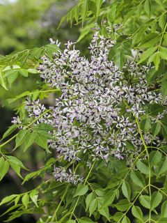 Melia azedarach - Margousier Melia azedarach - Margousier