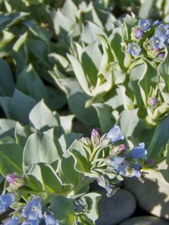 Mertensia maritima - Huître végétale