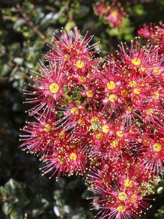 Metrosideros Ferris Wheel Metrosideros Ferris Wheel