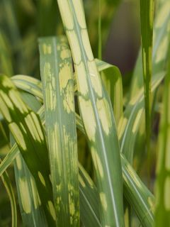 Miscanthus (x) giganteus Alligator - Roseau de Chine