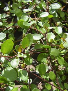 Muehlenbeckia complexa 