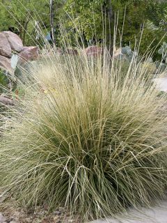 Muhlenbergia rigens