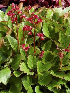 Mukgenia 'Nova Flame'