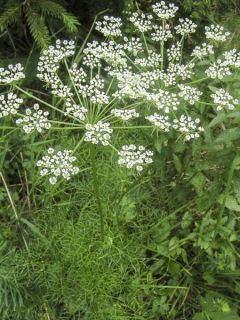 Impératoire rablense