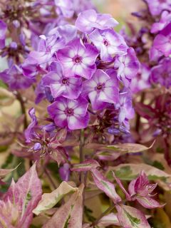 Phlox paniculata Olympus Phlox paniculata Olympus