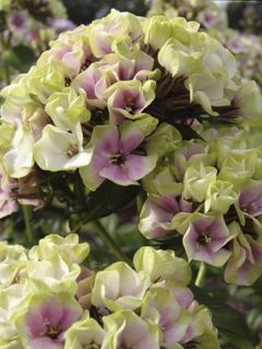 Phlox 'Sherbet Cocktail'