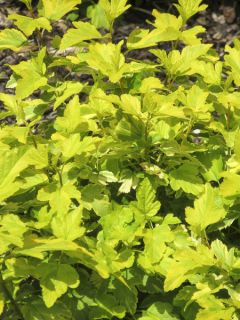 Physocarpus opulifolius Anny's Gold ® - Physocarpe à feuilles panachées.