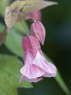 Abutilon Pink Charm