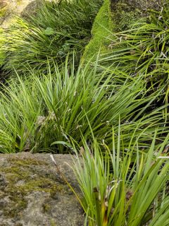 Acorus gramineus Licorice - Jonc japonais