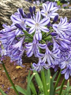 Agapanthe hybride Star Poppin’ Star (AMDB002)