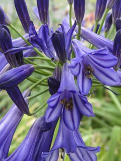 Agapanthe Vallée de la Loire