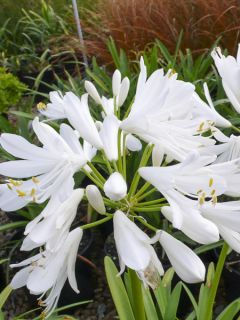 Agapanthe White Baby