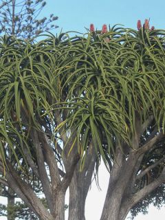 Aloe bainesii ou Aloe barberae - Aloès en arbre