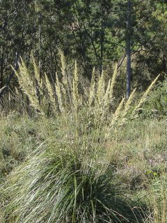 Ampelodesmos mauritanicus Ampelodesmos mauritanicus