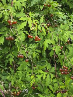 Ampelopsis aconitifolia - Vigne vierge à feuilles d'aconit