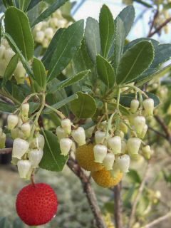 Arbousier Pink Giant 'Nevez' (Atlantic Rose) - Arbutus unedo