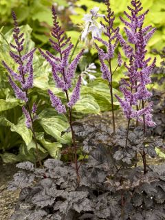 Astilbe 'Dark Side Of The Moon'