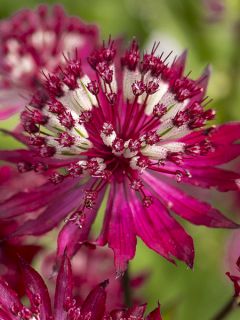 Astrance - Astrantia major Ruby Flame