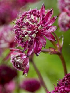 Astrance - Astrantia major Burgundy Manor